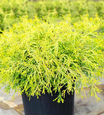 Кипарисовик горохоплідний "Golden Mop" 