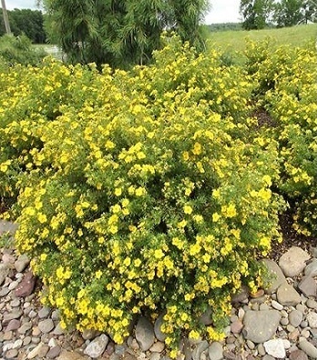 Лапчатка кущова "Klondike" 