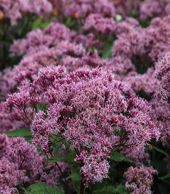Сідач "Atropurpureum" 