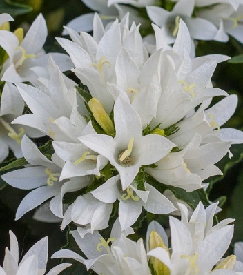 Дзвiночок скупчений "Genti White" 