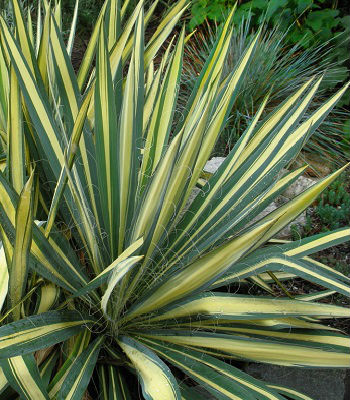 Юкка "Gold Heart"