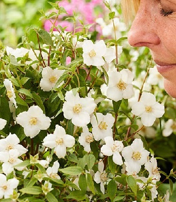 Чубушник "Petite Perfume White"