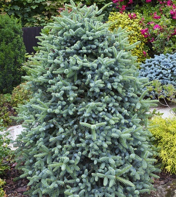 Ялиця іспанська "Glauca" (Привита) 