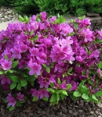 Азалія японська "Lilienstein"