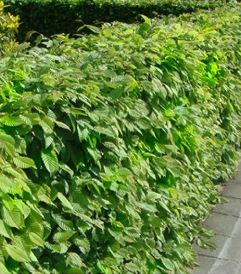 Граб звичайний (1 шт.)