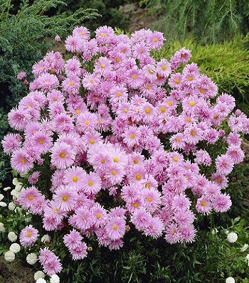 Астра "Fellowship"