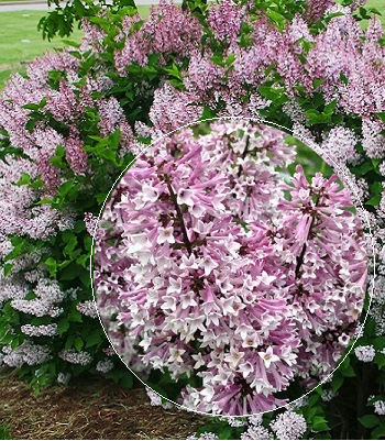 Бузок "Miss Kim" 