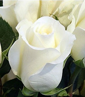 Троянда ч/г "Анастасія" 