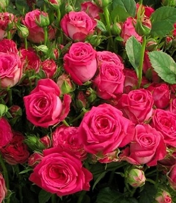 Троянда спрей "Меджик Пепита" 