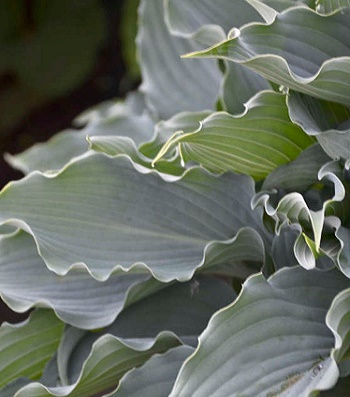 Хоста "Waterslide"