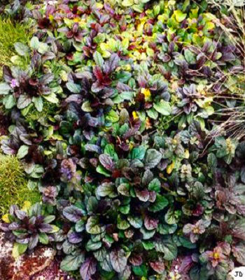 Живучка "Atropurpurea" 