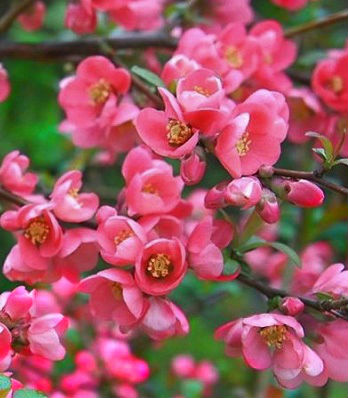 Хеномелес "Pink Trail" 