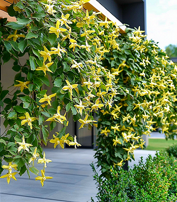 Трахелоспермум  "Star of Toscane" 