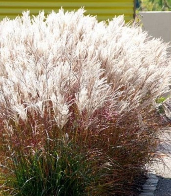 Miscanthus sinensis "Ferner Osten"