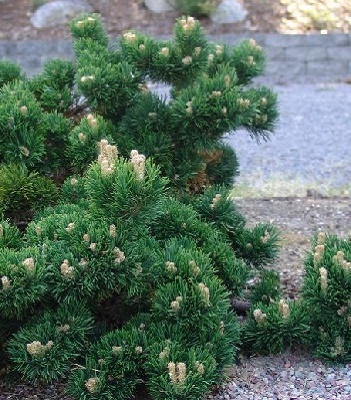 Сосна гірська "Jakobsen" (Привита) 