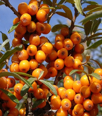 Обліпиха крушиновидна 