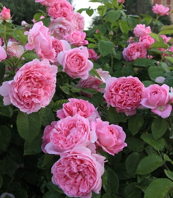 Троянда англійська "Mary Rose"