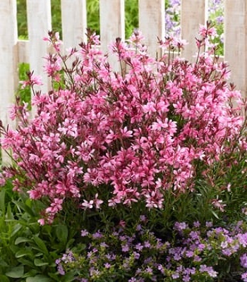 Гаура "Baby Butterfly Dark Pink"