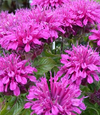 Монарда "Purple Lace" 
