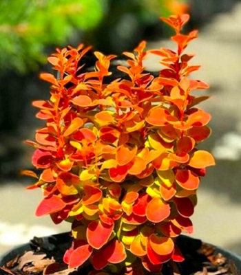 Барбарис "Orange Alf" 