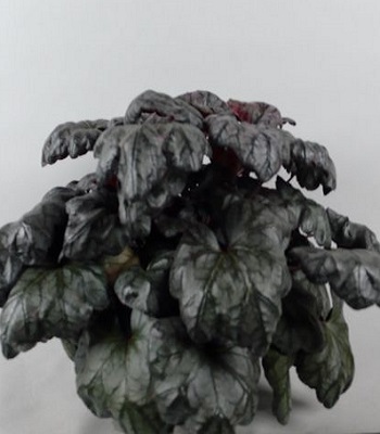 Гейхера "Carmencita"