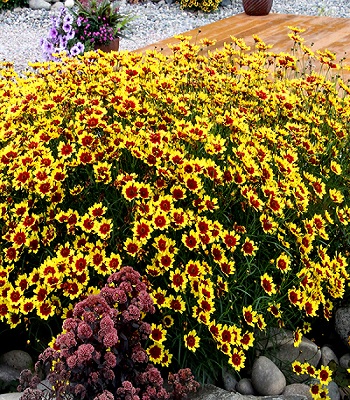 Кореопсіс "Bengal Tiger" 