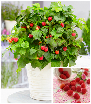 Малина "BonBonBerry"Yummy" 