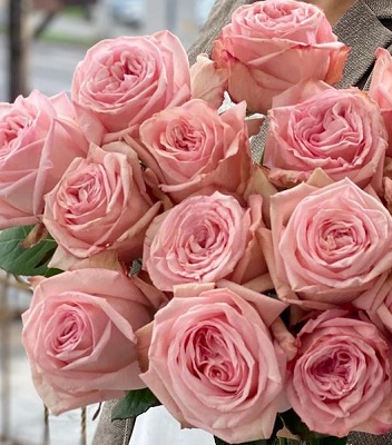 Троянда піон "Pink O'Hara"