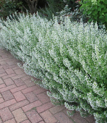 Каламінта котовникова "White Cloud"