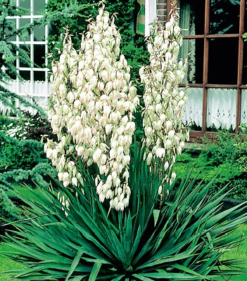 Юкка нитчата 