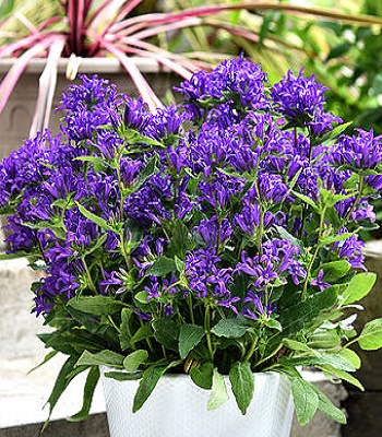 Дзвіночок "Blue Crown"