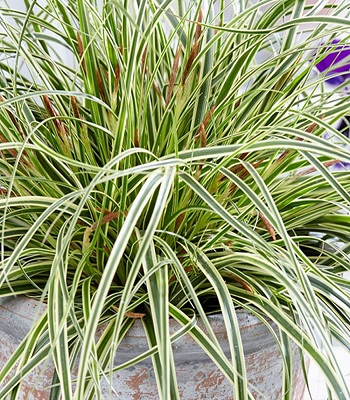 Carex "Moonlight"