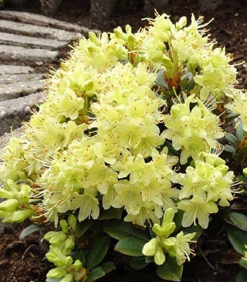 Азалія японська "Princess Anne"