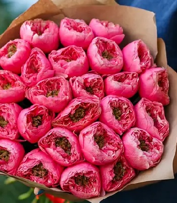 Троянда піон "Vuvuzela Pink"