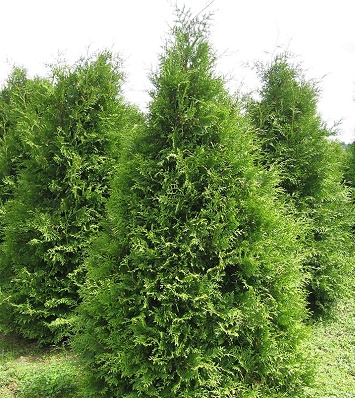 Туя західна "Aureospicata"