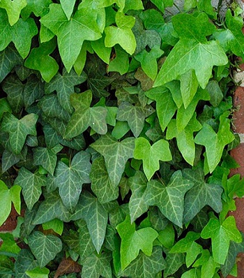 Плющ звичайний