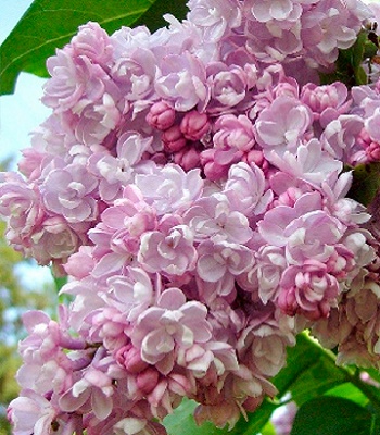 Бузок "Belle de Nancy" 