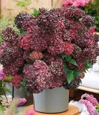 Гортензія великолистна "Magical" Chocolate" 