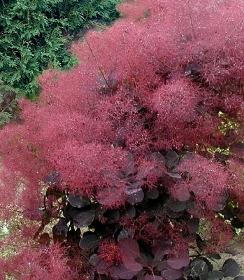 Скумпiя звичайна "Royal Purple" 