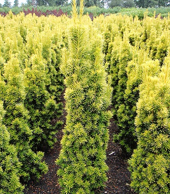 Тис ягідний "Fastigiata Aurea" 