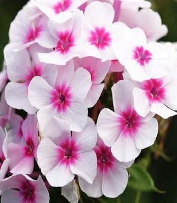 Флокс "Flame" Pro Soft Pink" 