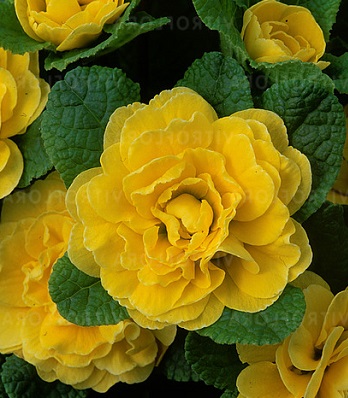 Примула "Belarina 'Buttercup Yellow" 