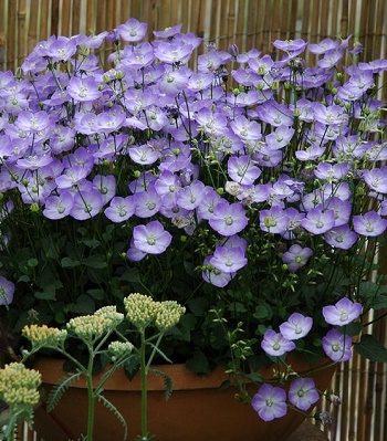 Дзвiночок карпатський "Samantha"