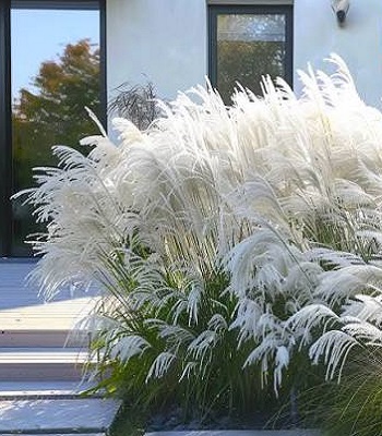 Miscanthus sinensis "Memory" 