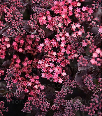 Очиток "Globe Purple" 