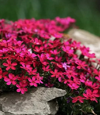 Флокс шиловидний "Atropurpurea"