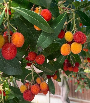 Суничне дерево "Rubra"