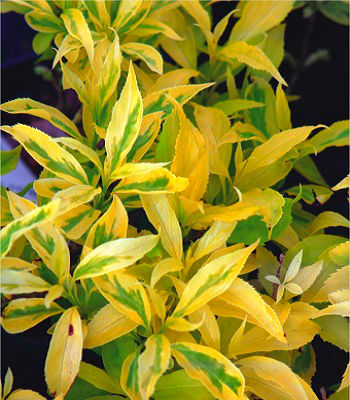 Форзиція золотолиста "Golden Times"