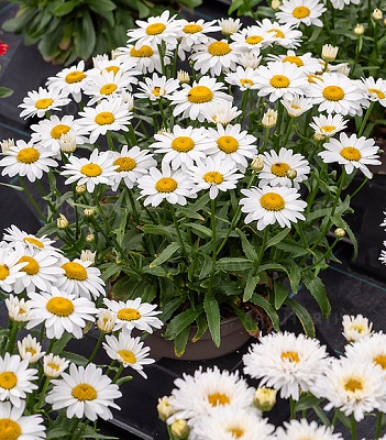 Ромашка "Snow Cap" 