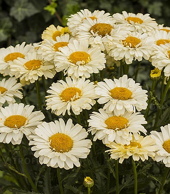 Ромашка "Real Dream"